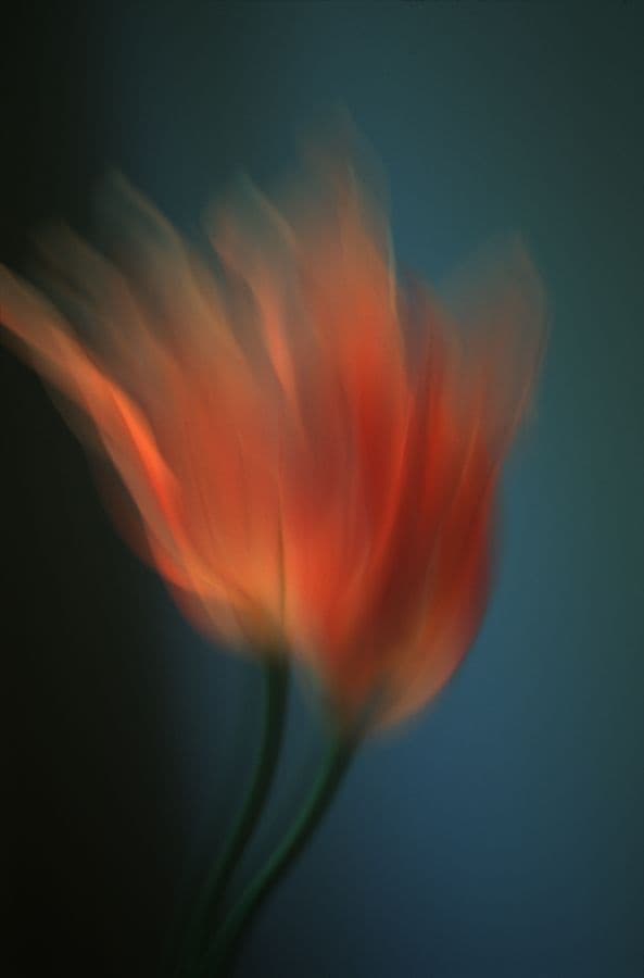 Nuestros Ingredientes