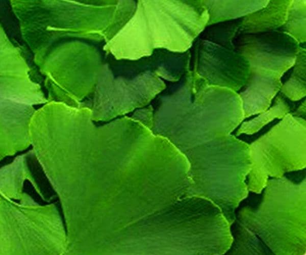 Ginkgo biloba biloba: real effects and limitations